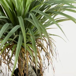 Artificial Rostrata Yucca