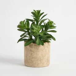 Bartel Potted Artificial Jade Succulent