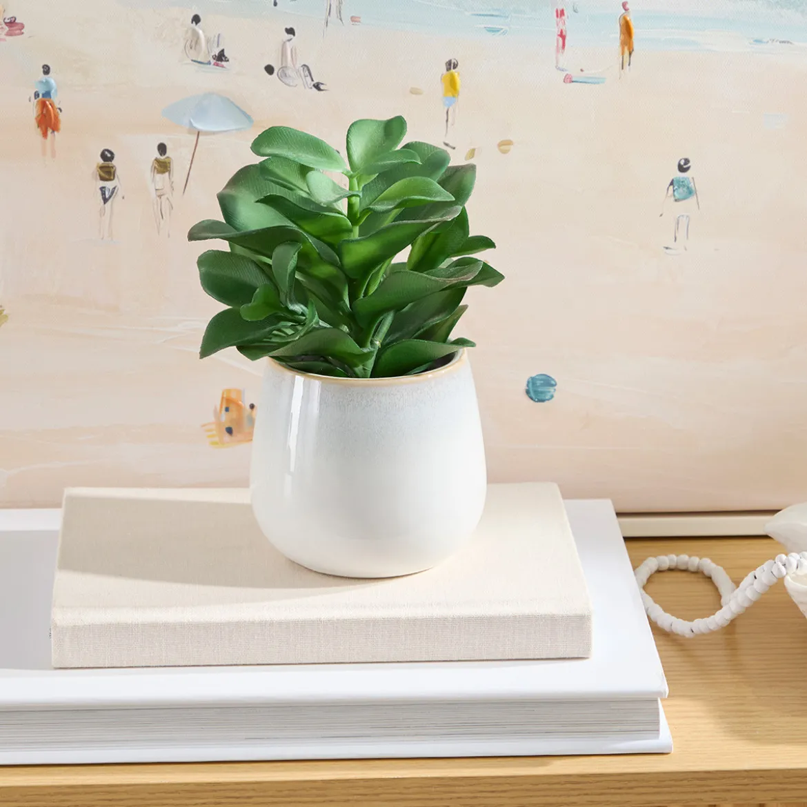 Belmont Potted Crassula Succulent