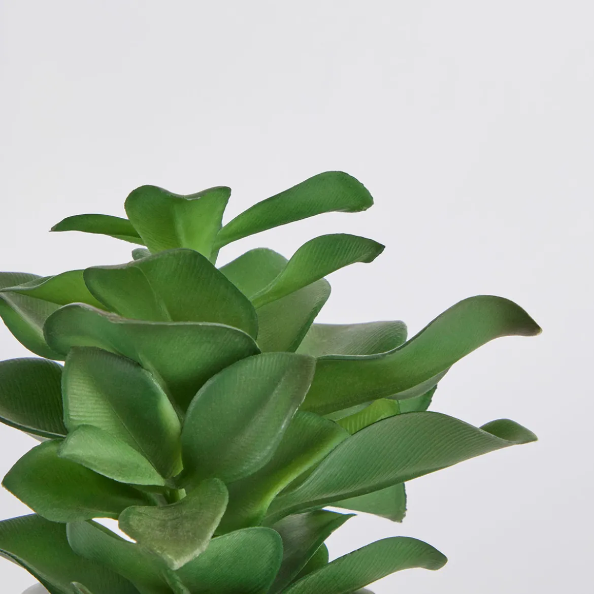 Belmont Potted Crassula Succulent