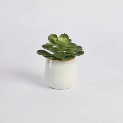 Belmont Potted Succulent