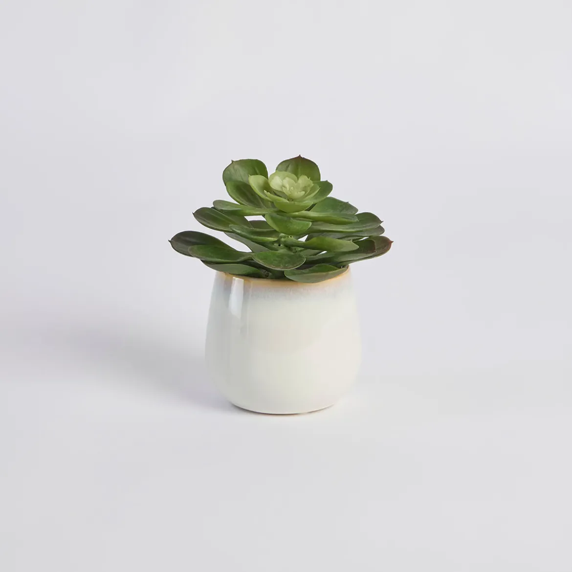 Belmont Potted Succulent