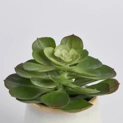 Belmont Potted Succulent