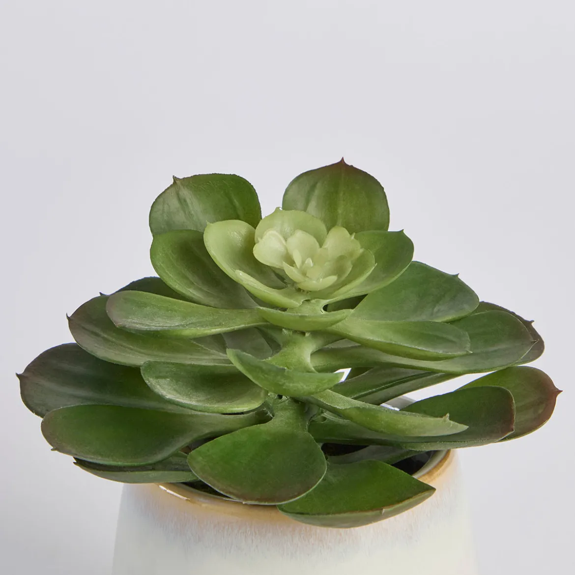 Belmont Potted Succulent