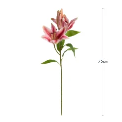 Budding Tiger Lily Stem