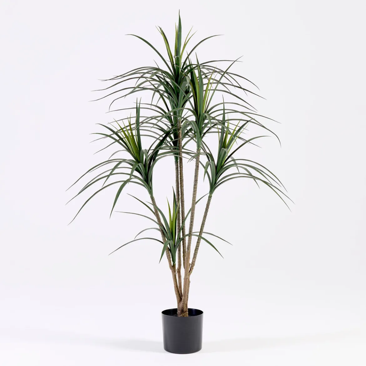 Dracaena Plant