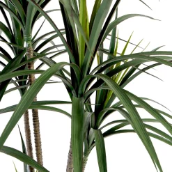 Dracaena Plant