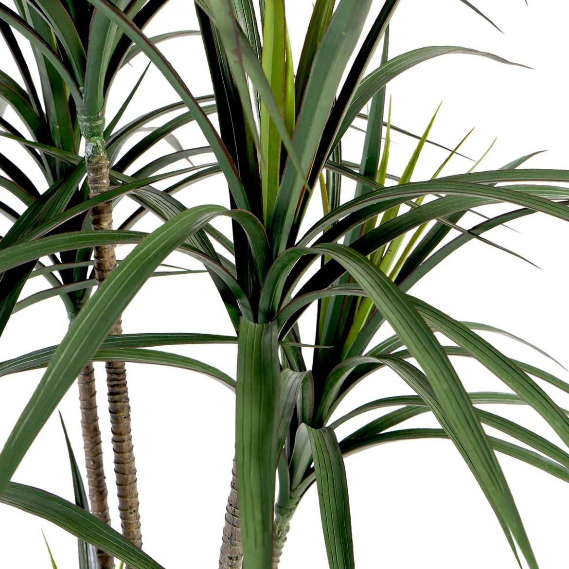 Dracaena Plant