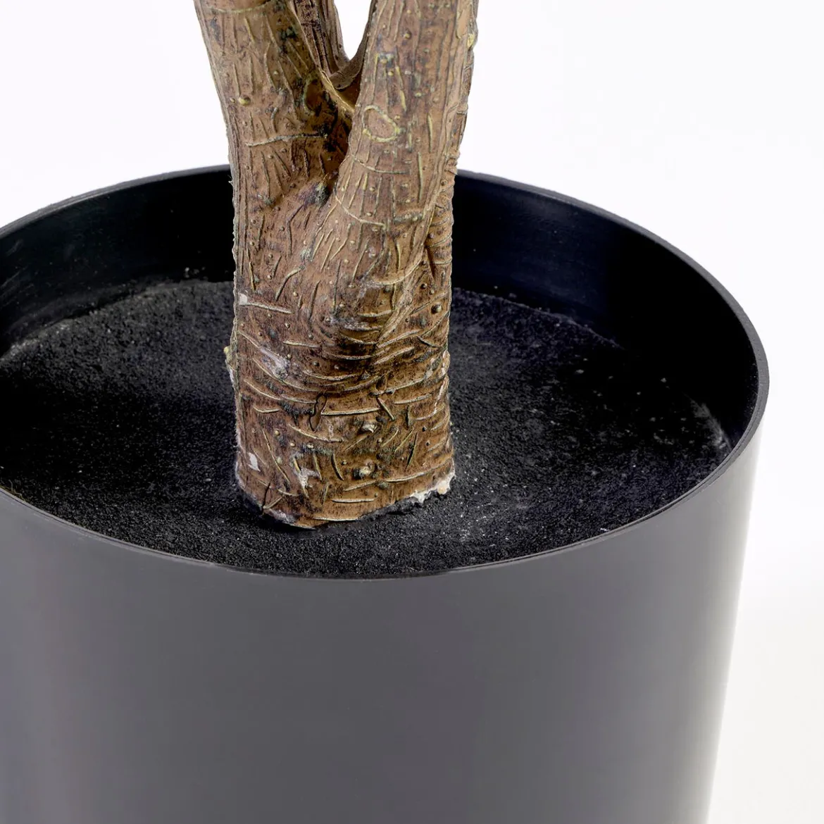 Dracaena Plant