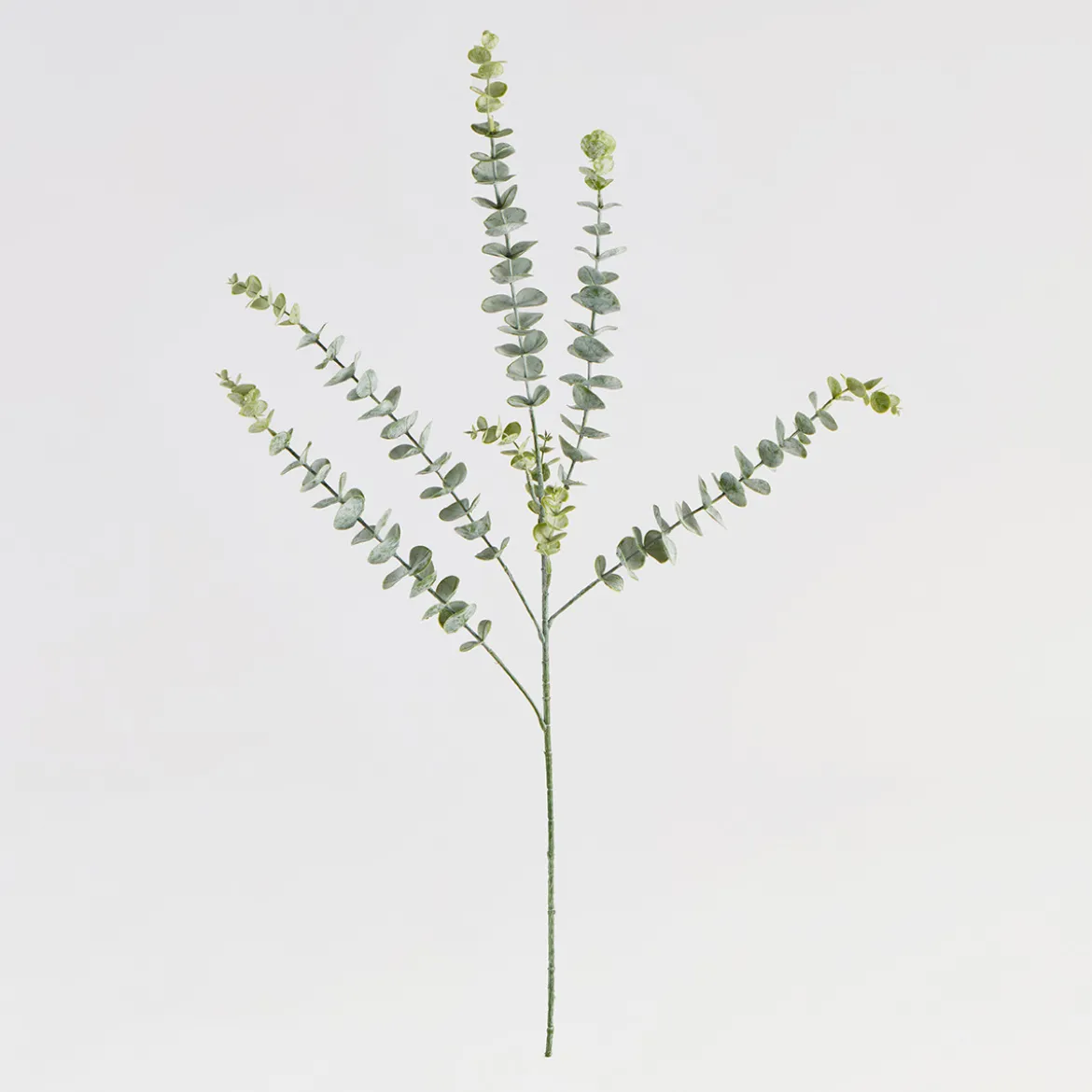 Dusty Eucalyptus Stem