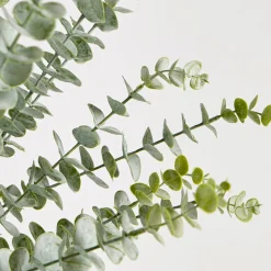 Dusty Eucalyptus Stem