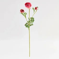 Wild Ranunculus Stem
